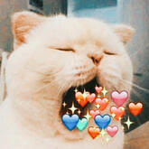 Cat in general